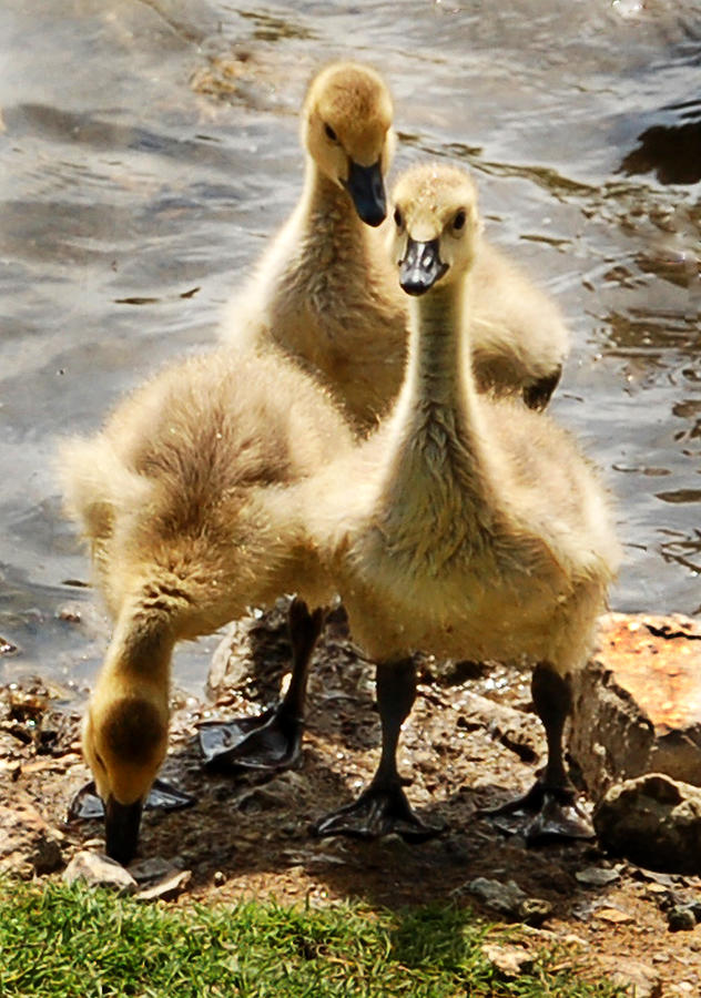Canada Goslings Photograph by Kathleen Stephens