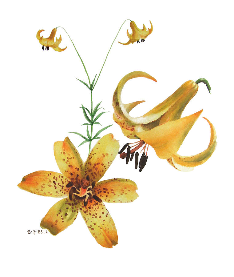 Canada Lily Composition Painting by Betsy Gray