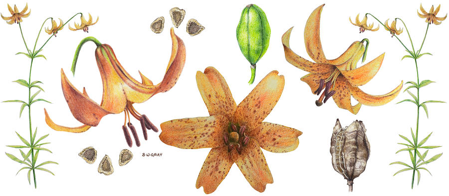 Canada Lily Collage Drawing by Betsy Gray