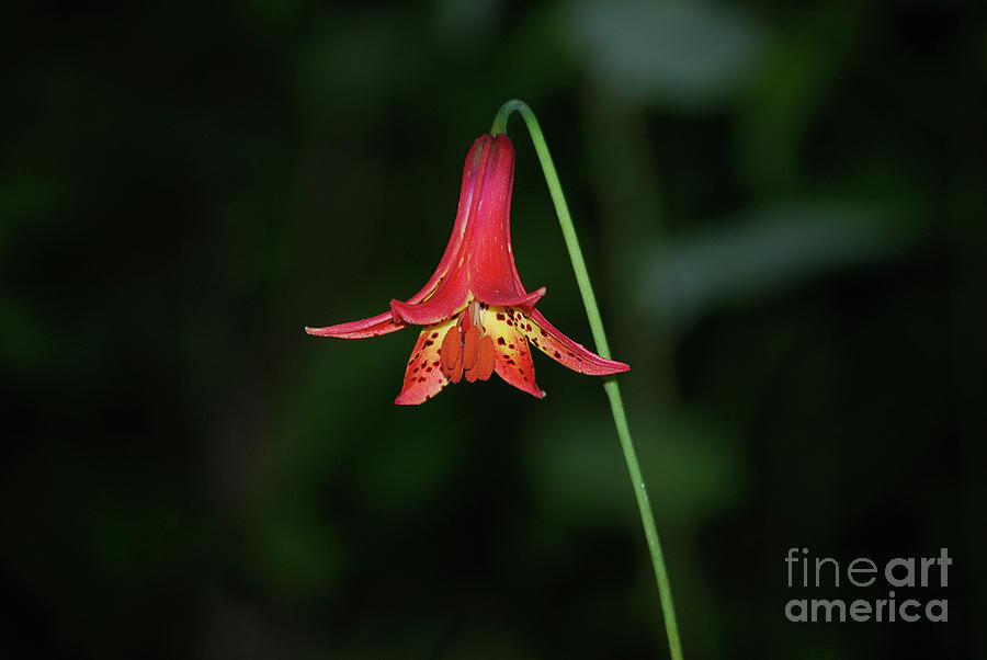 Canada Lily Photograph - Canada Lily by Randy Bodkins