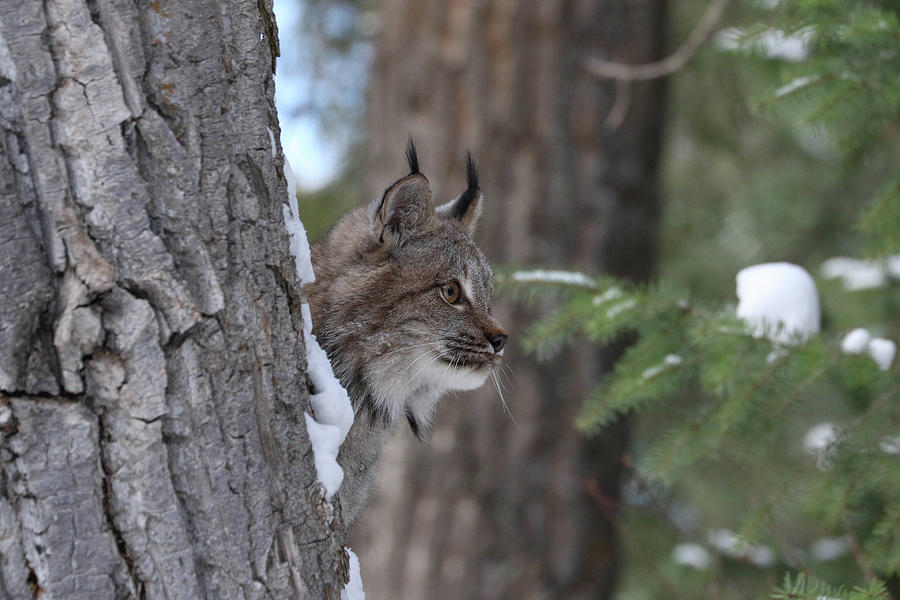 Canada Lynx 0954 Photograph by Teresa Wilson