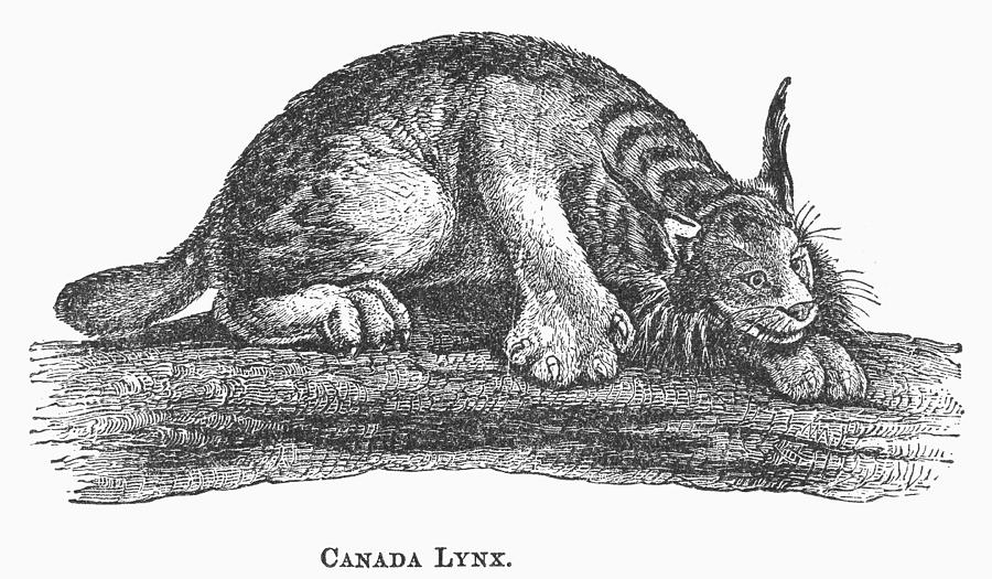1873 Photograph - Canada Lynx, 1873 by Granger