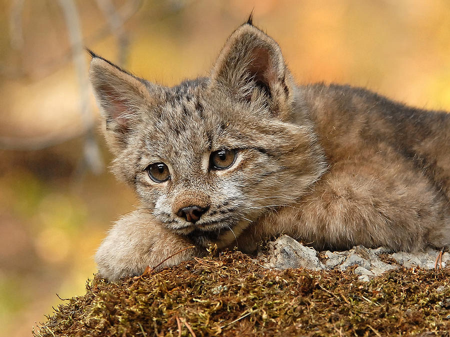 Canada Lynx Kitten 3 Photograph by Wade Aiken