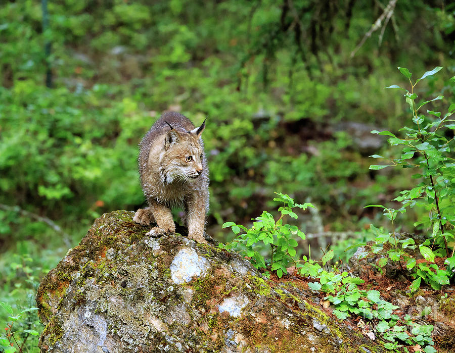 Cat Photograph - Canada lynx by Louise Heusinkveld