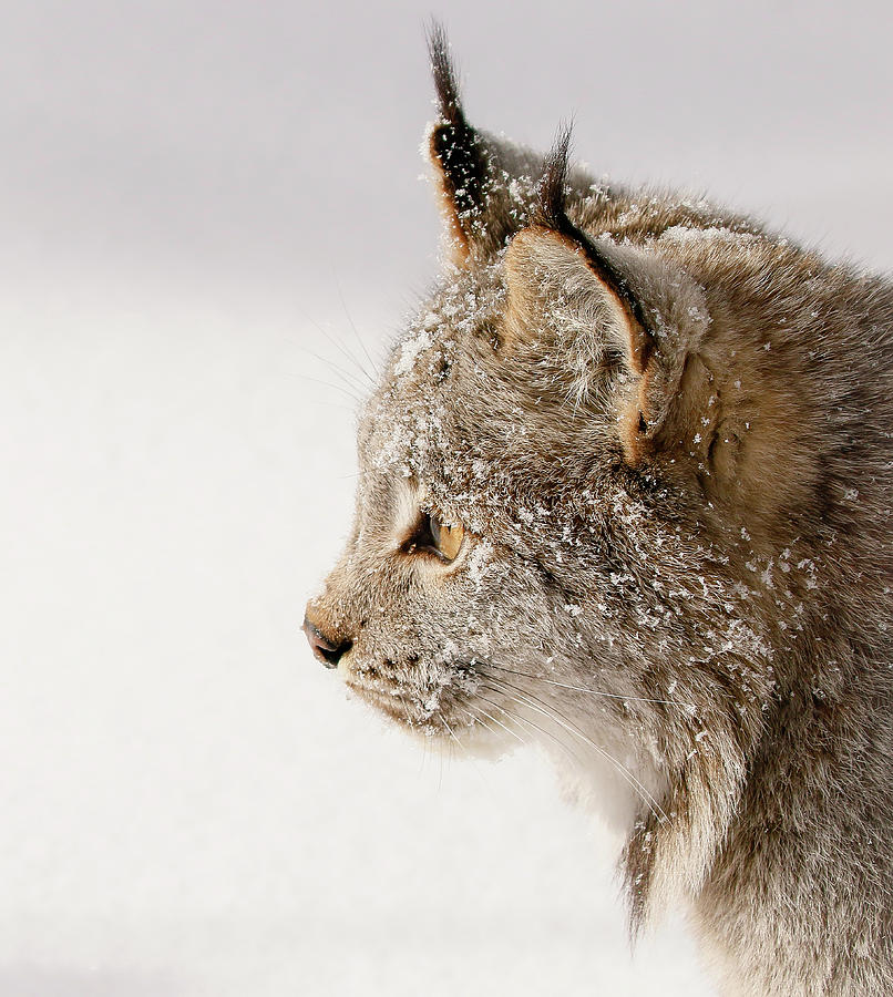Canada Lynx Profile Photograph by Athena Mckinzie