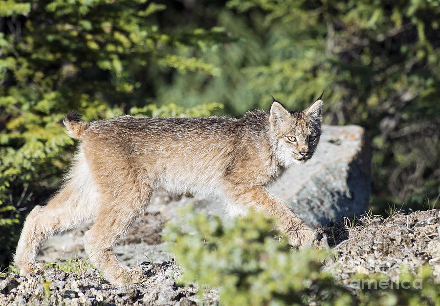 Canada Lynx Photograph by Shannon Carson