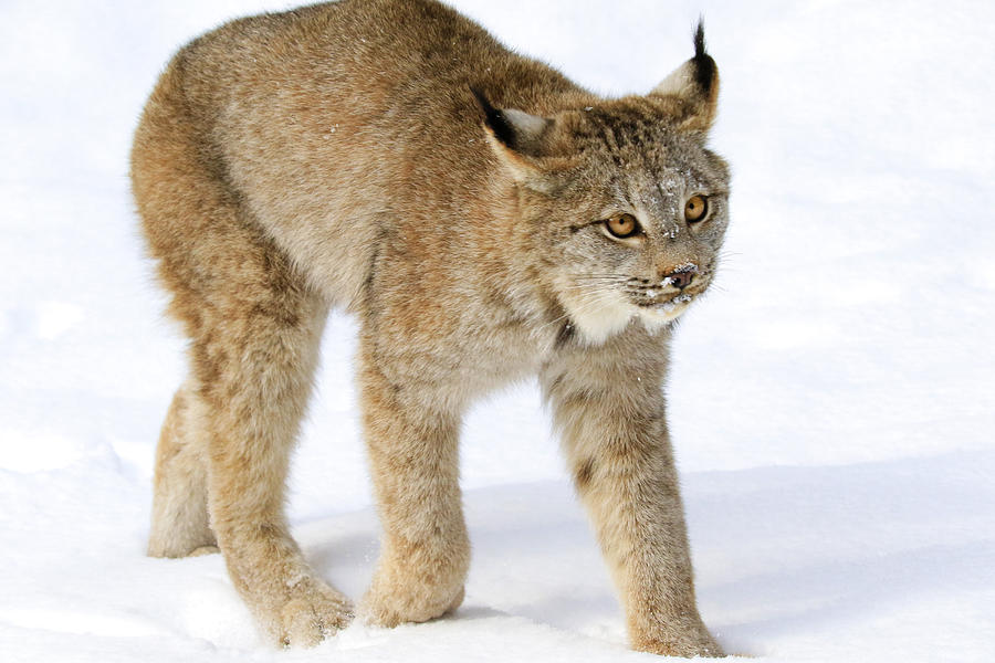 Canada lynx Photograph by Steve McKinzie - Fine Art America