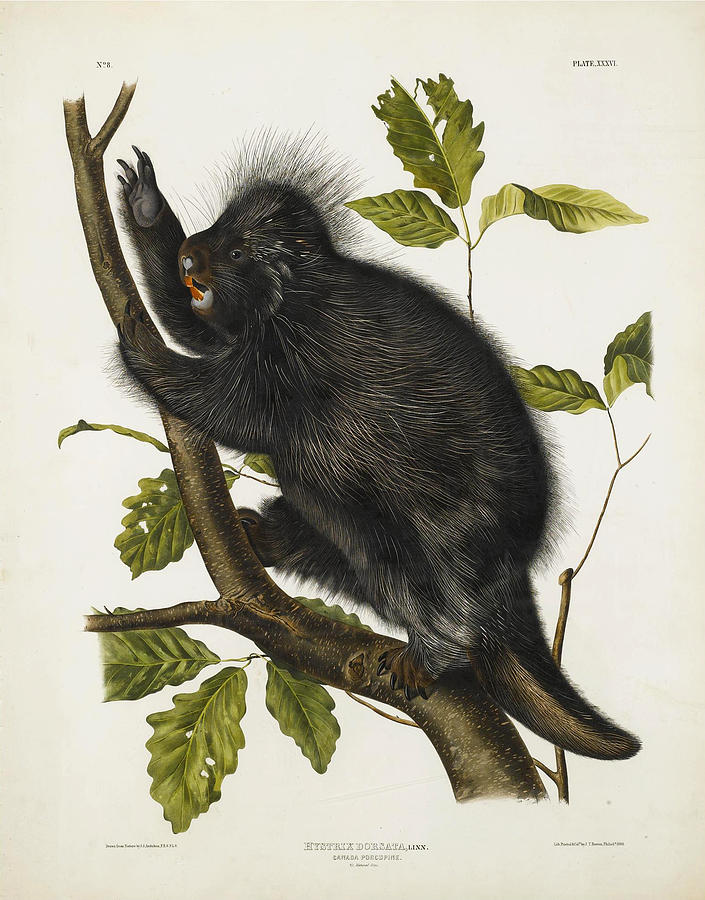 Canada Porcupine Drawing by John James Audubon