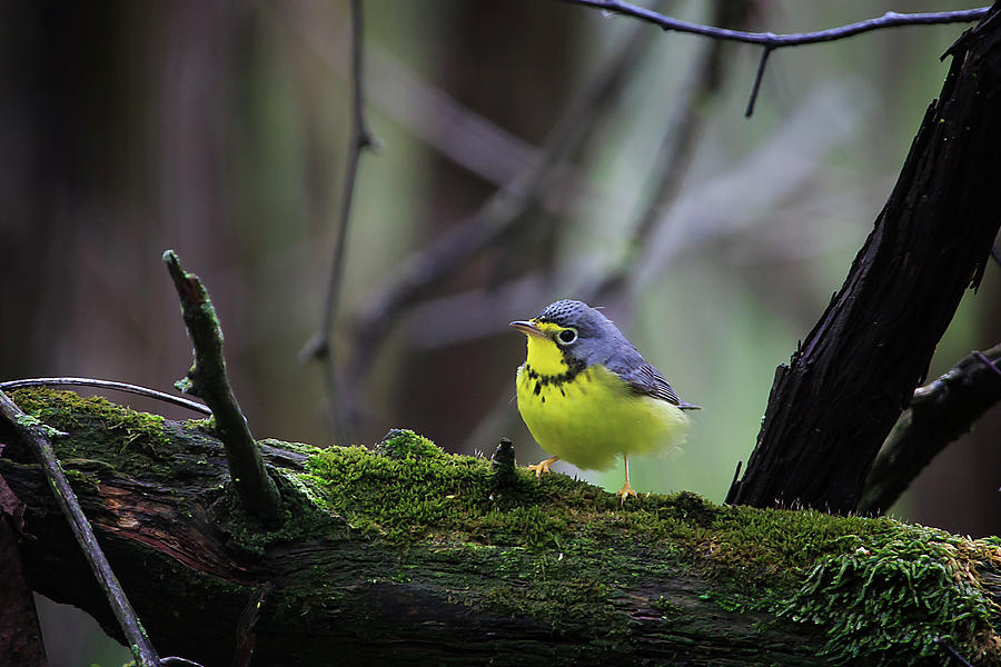 Canada Warbler Photograph by Gary Hall