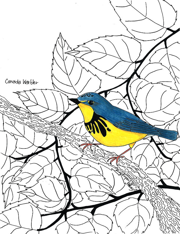 18++ Canada Warbler Coloring Page Free Canada Warbler Online Coloring Free