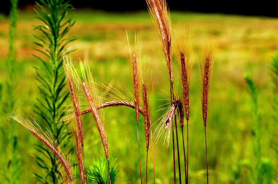 Canada Wild Rye Photograph by Jack R Perry