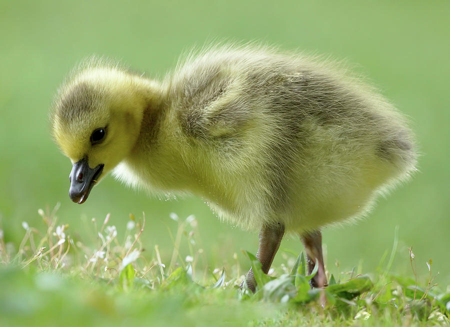 Goose Photograph - Canadian Gosling by Mark Hryciw