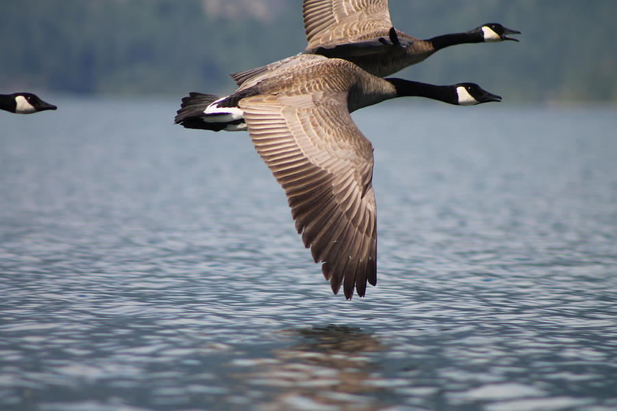 Canadas Goose Photograph by Cathie Douglas