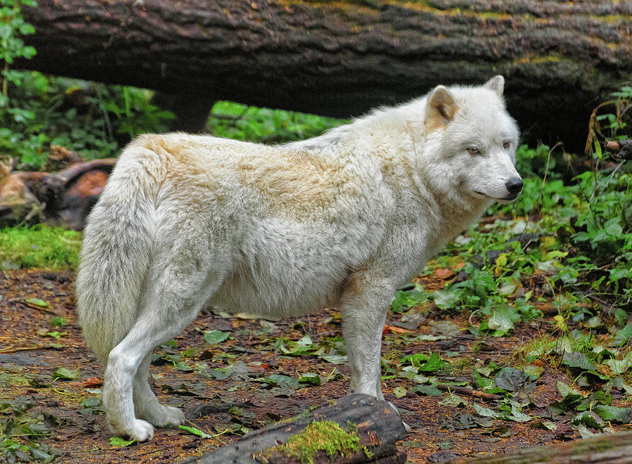 canadian wolf