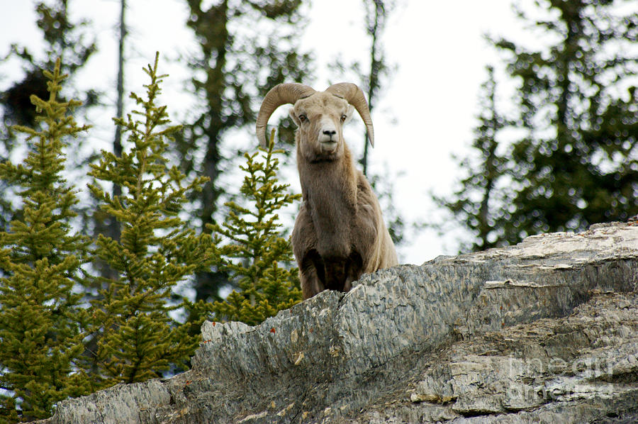 Canadian Bighorn sheep Photograph by David Birchall