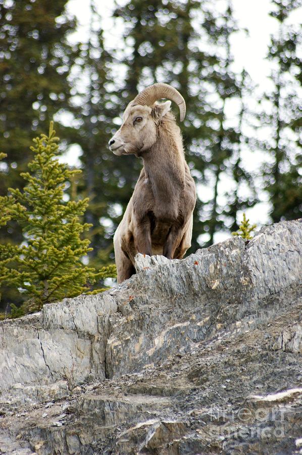 Canadian Bighorn side profile Photograph by David Birchall
