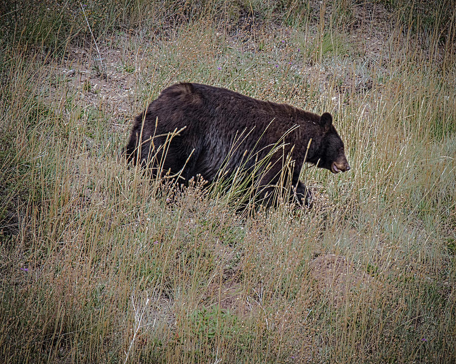 Canadian Black Bear Photograph by Ronald Lutz