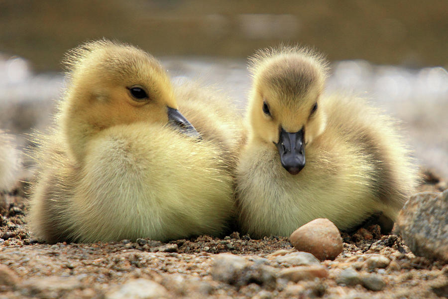 Goose Photograph - Canadian chicks by Pierre Leclerc Photography