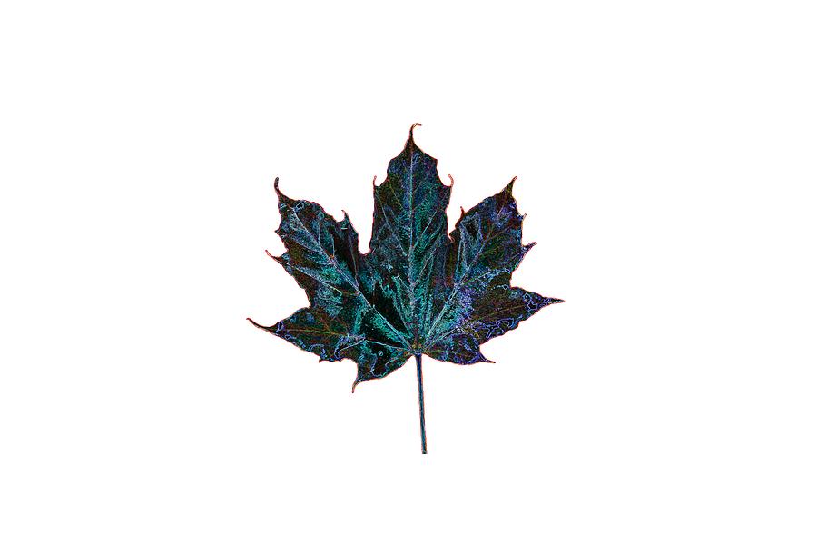 Canadian Diversity Maple Leaf Photograph
