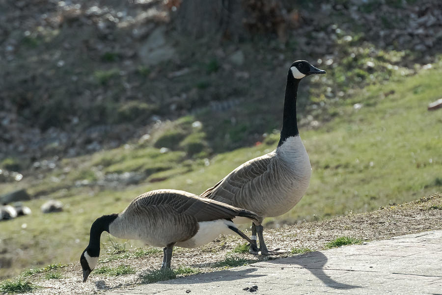 Canada Geese     Photograph by Holden The Moment