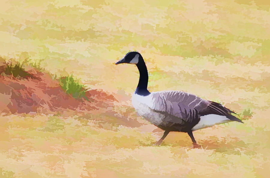 Canadian geese 1 Painting by Jeelan Clark