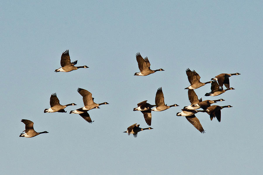 Canadian Geese 1056 Photograph by Michael Peychich