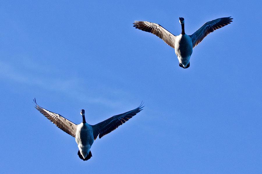 Canadian Geese 1644 Photograph by Michael Peychich