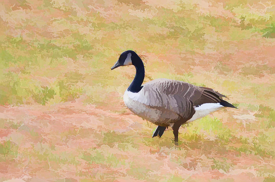 Geese Painting - Canadian geese 2 by Jeelan Clark