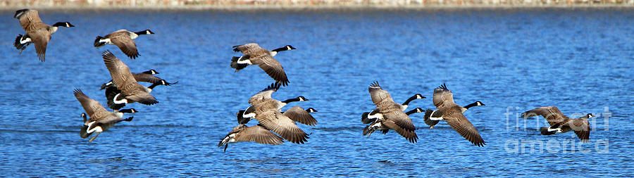 Canadian Geese  3660 Photograph by Jack Schultz