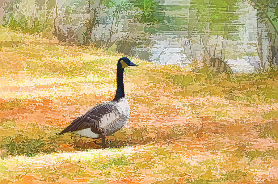Geese Painting - Canadian geese 6 by Jeelan Clark