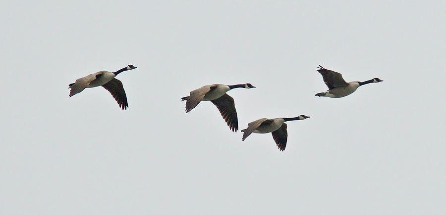 Canadian Geese 9222 Photograph