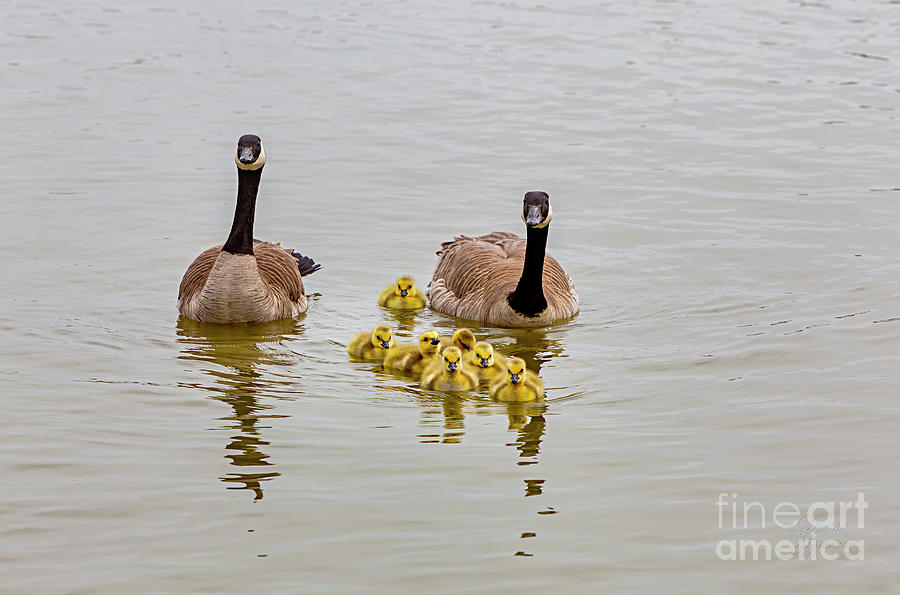 Canadian Geese and Goslings Photograph by David Millenheft