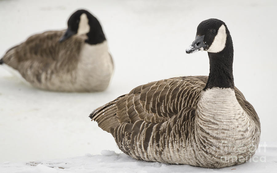 Canadian Geese Photograph by Andrea Silies