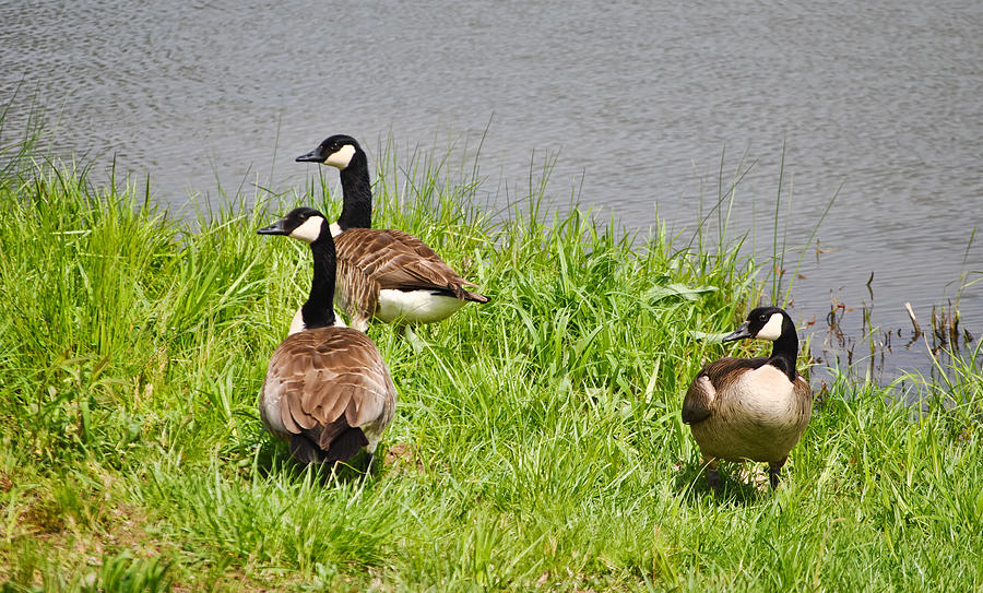 Canadian Geese at Loch Mary - Earlington Kentucky Photograph by Greg Jackson