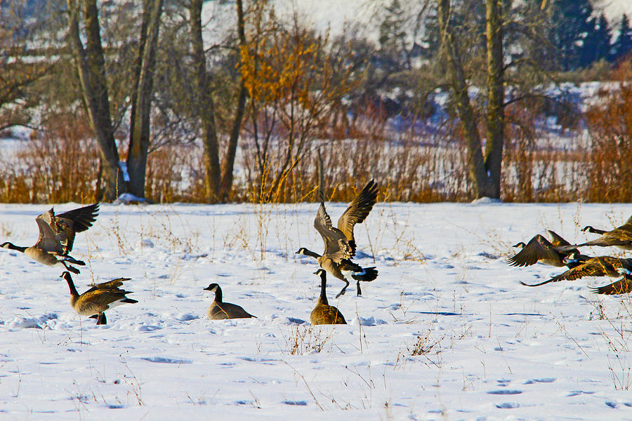 Canadian Geese At Sunrise IIi Photograph