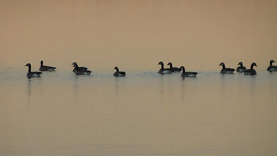 Canadian Geese at Sunset Photograph by Kathleen Voort