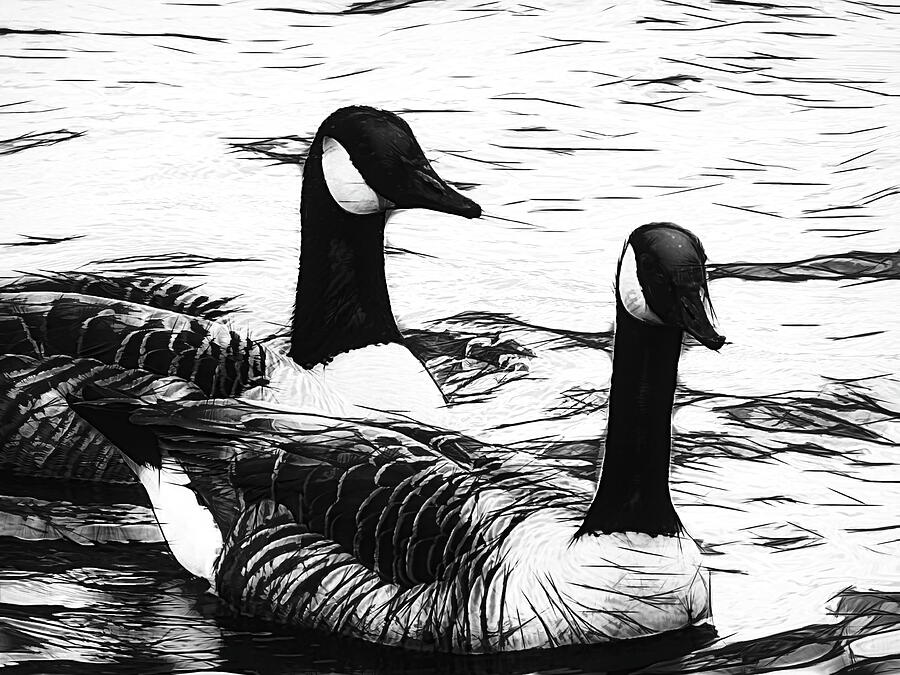 Canadian Geese - B And W Photograph By Arlane Crump - Fine Art America