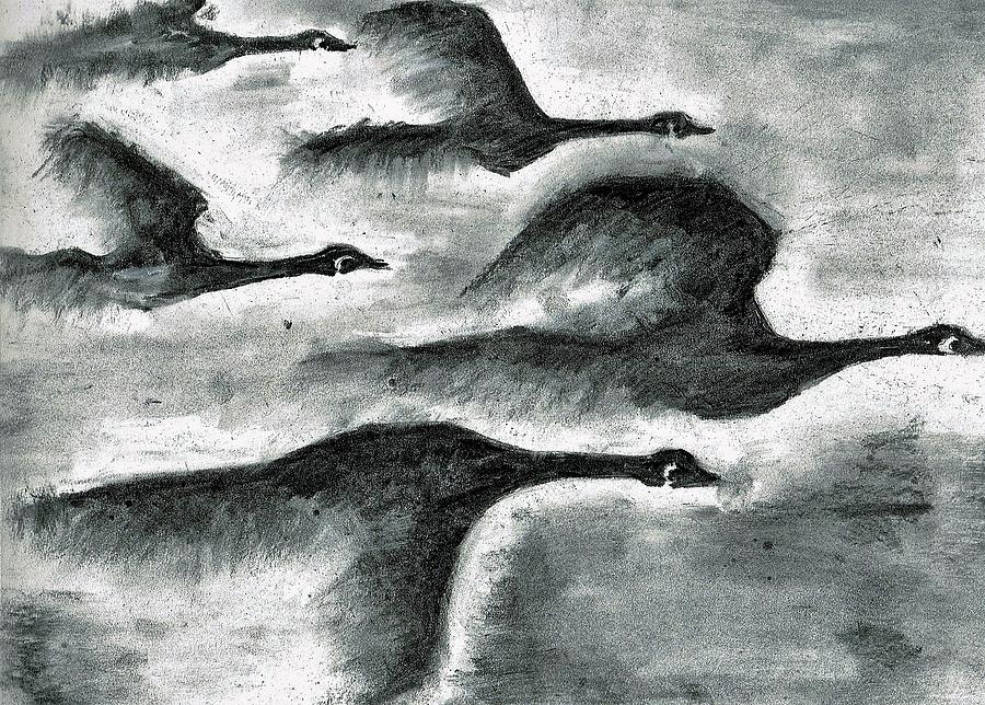 Geese Drawing - Canadian geese by Janremi B