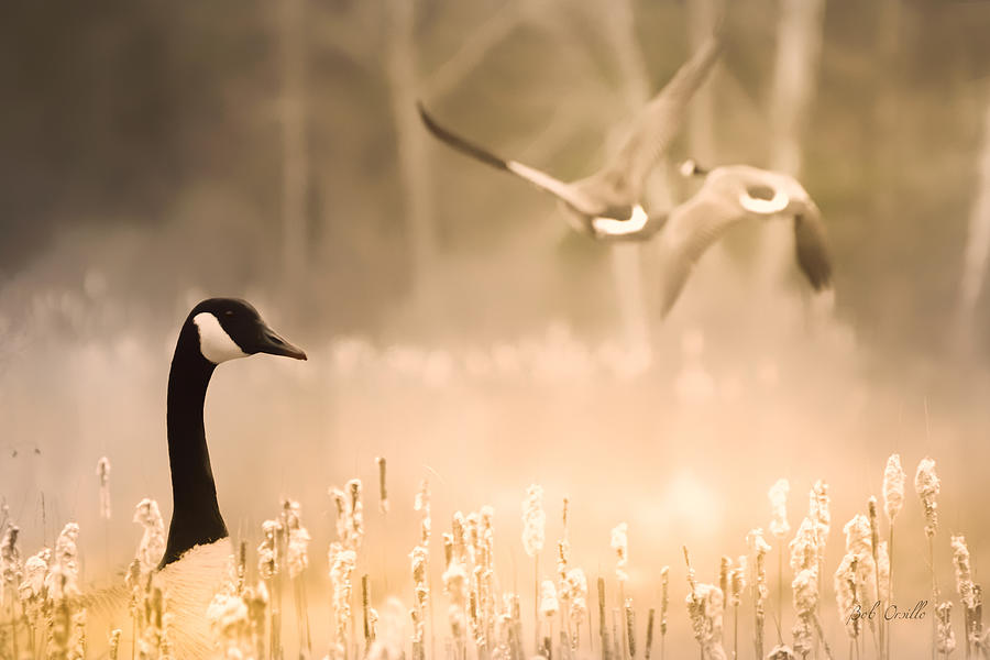 Canadian Geese Photograph by Bob Orsillo