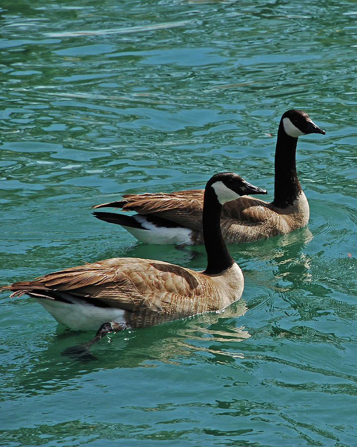 Geese Photograph - Canadian Geese by Carol Eliassen