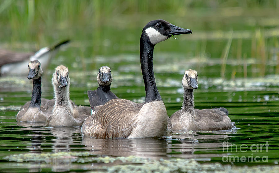 Geese Photograph - Canadian Geese by Cheryl Baxter