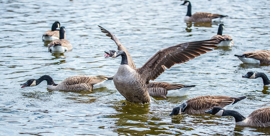 Canadian Geese Do Not Like DC Politics Photograph by Jeff at JSJ Photography