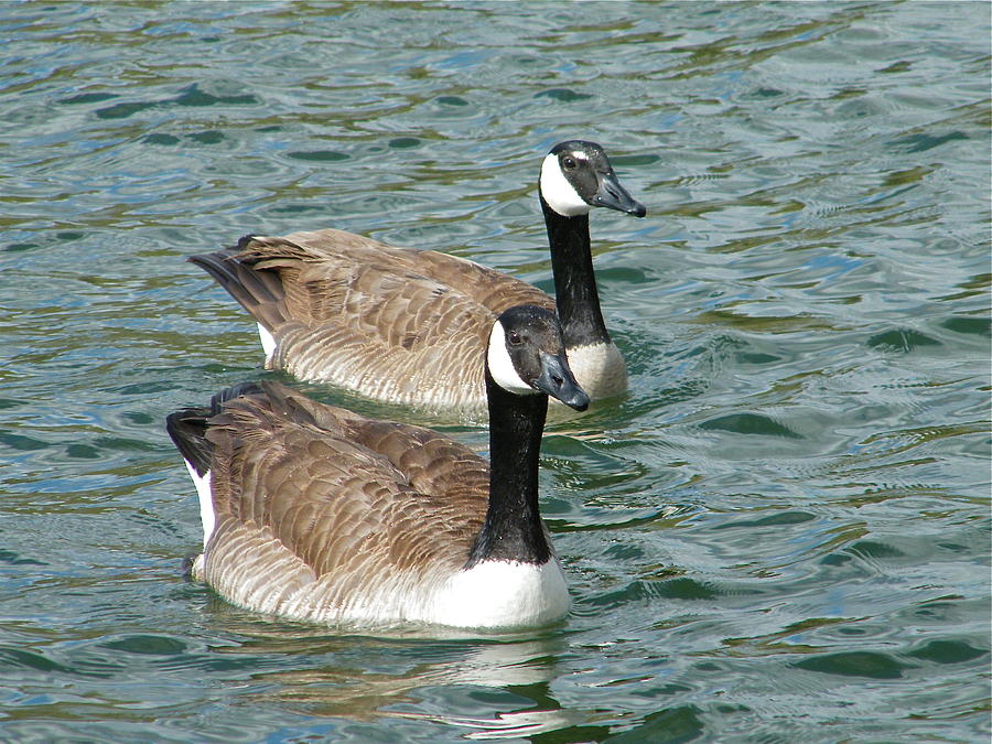 Canadian Geese Photograph by Donna Probasco - Fine Art America