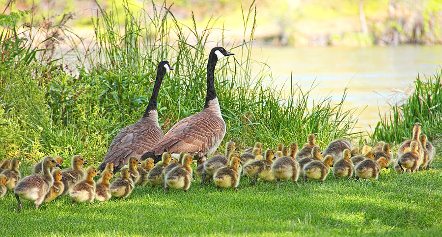 Duck Photograph - Canadian Geese Family by Jennie Marie Schell