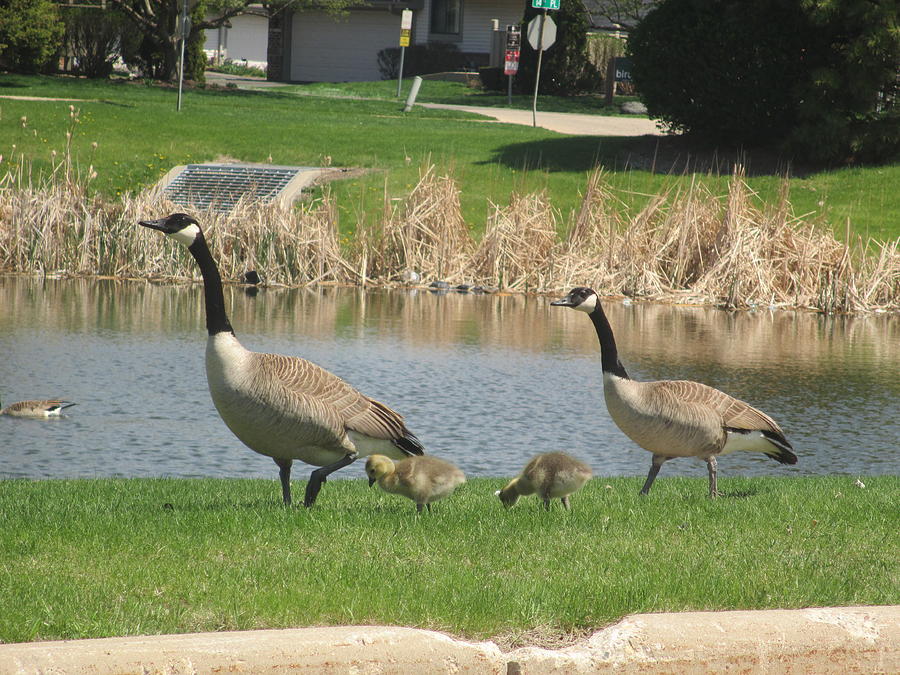 Canadian Geese Family Photograph by Kay Novy