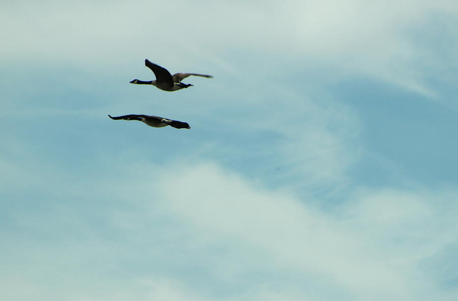 Canadian Geese Flying Photograph by Colleen Cornelius