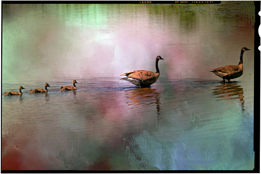 Canada Geese Photograph