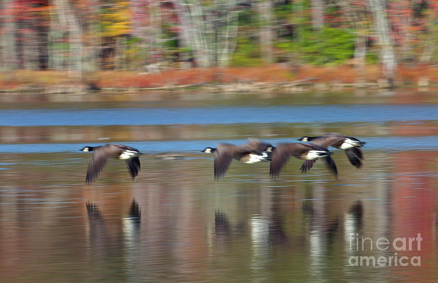 Canadian Geese in Flight Photograph by Karen Jorstad