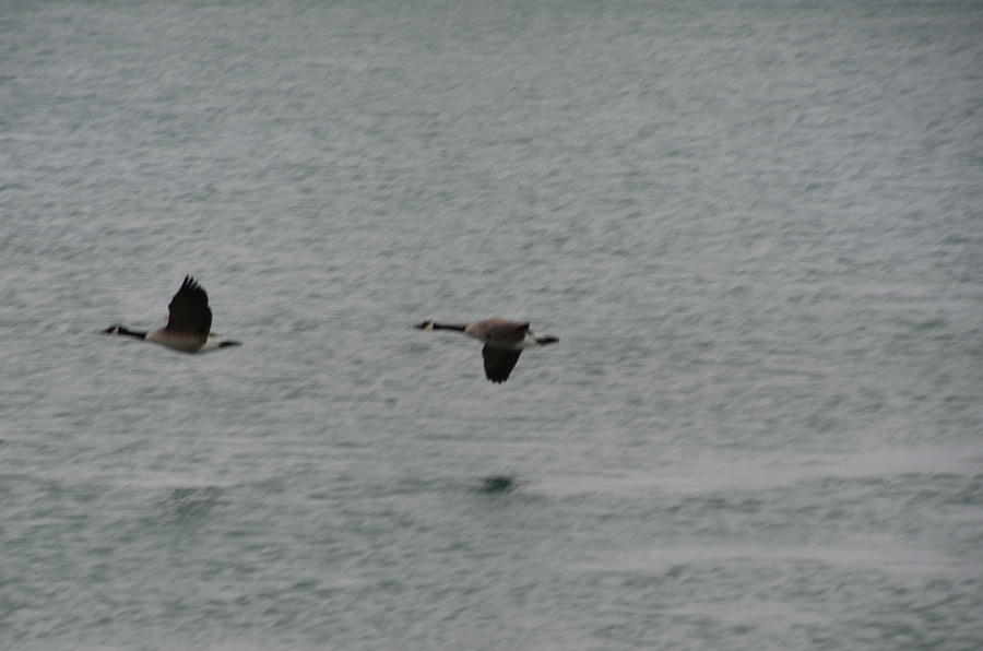 Canadian Geese in Flight Photograph by Randy J Heath