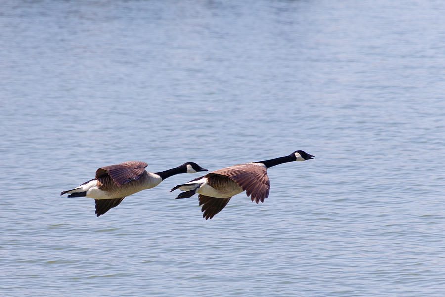 Canadian Geese in Flight Photograph by SR Green